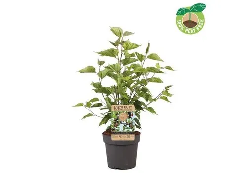 JUNAVERA Morus Mojo Berry rood | Dwergmoerbei | 65 cm hoog | 15 cm pot