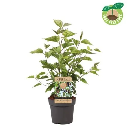 JUNAVERA Morus Mojo Berry rood | Dwergmoerbei | 65 cm hoog | 15 cm pot