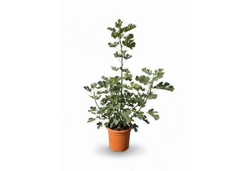 JUNAVERA Ficus carica 'Brown Turkey' | 95 cm | 19 cm pot