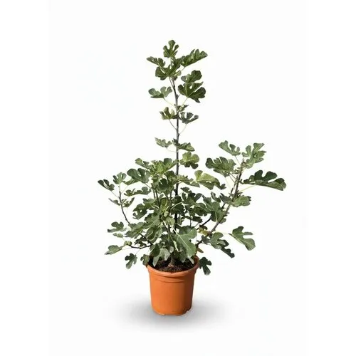 JUNAVERA Ficus carica 'Brown Turkey' | 95 cm | 19 cm pot