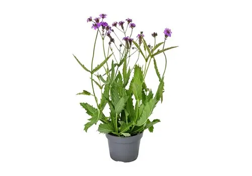 JUNAVERA Verbena rigida | IJzerhard | 55 cm hoog | 15 cm pot