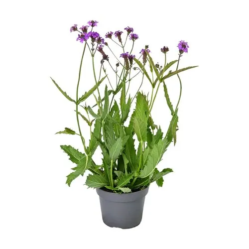 JUNAVERA Verbena rigida | IJzerhard | 55 cm hoog | 15 cm pot