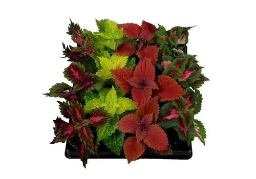 JUNAVERA Coleus Blumei | Siernetel diverse kleuren | 15 cm hoog | 8,5 cm pot | Verkoop per stuk