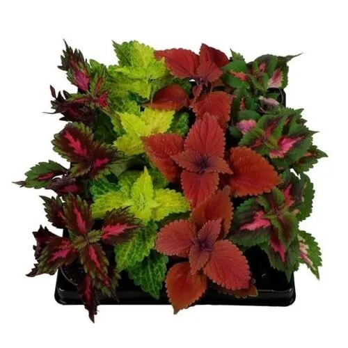 JUNAVERA Coleus Blumei | Siernetel diverse kleuren | 15 cm hoog | 8,5 cm pot | Verkoop per stuk