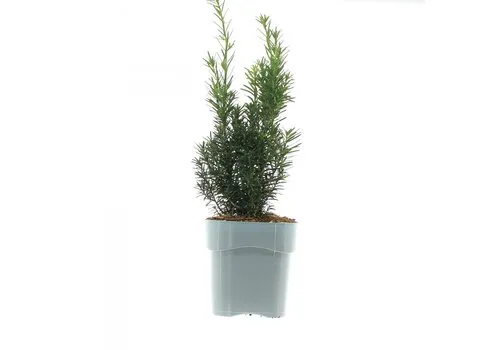JUNAVERA Taxus media Hicksii | 25 cm hoog | 9 cm pot