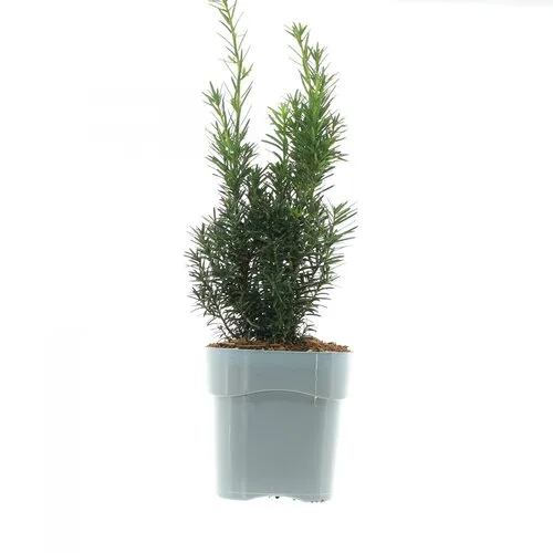 JUNAVERA Taxus media Hicksii | 25 cm hoog | 9 cm pot