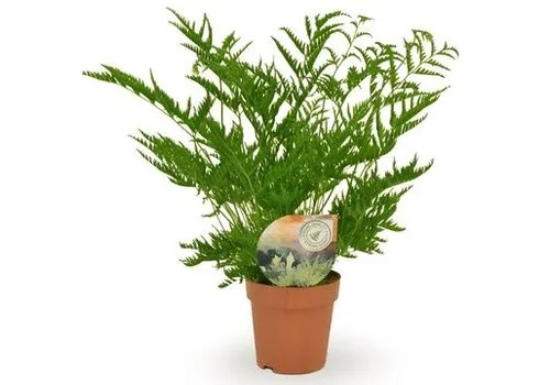JUNAVERA Pteris straminea | 9 cm pot | 15 cm hoog
