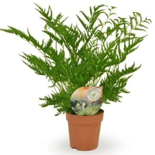 JUNAVERA Pteris straminea | 9 cm pot | 15 cm hoog