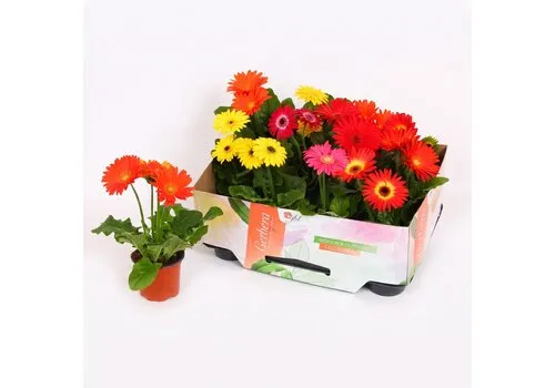 JUNAVERA Gerbera Open Air diverse kleuren | 9 cm pot | 30 cm | per stuk