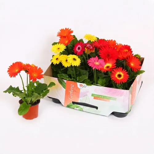 JUNAVERA Gerbera Open Air diverse kleuren | 9 cm pot | 30 cm | per stuk
