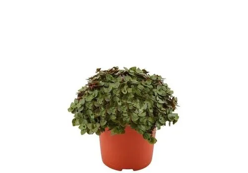 JUNAVERA Callisia Turtle | 12 cm pot | 20 cm hoog