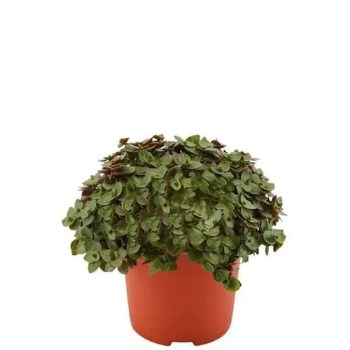 JUNAVERA Callisia Turtle | 12 cm pot | 20 cm hoog