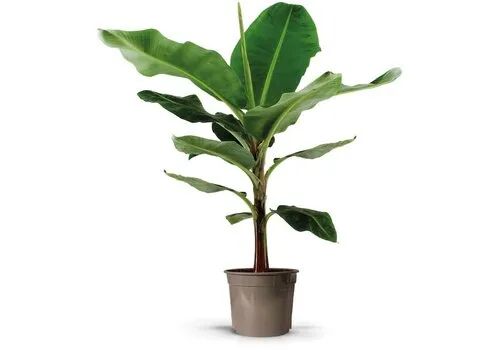 JUNAVERA Musa Dwarf Cavendish bananenplant | pot 27 cm | hoogte 130 cm