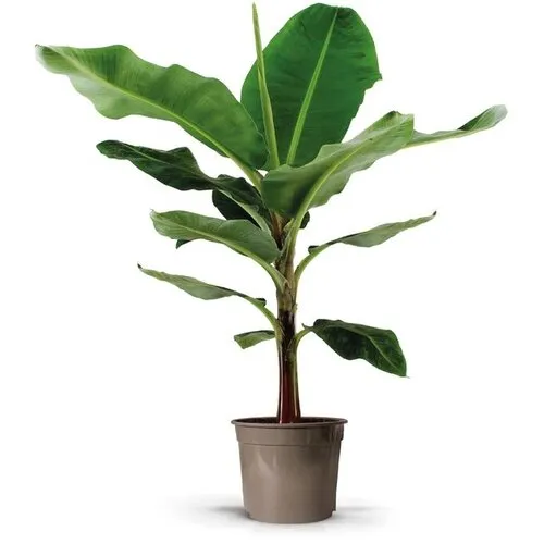 JUNAVERA Musa Dwarf Cavendish bananenplant | pot 27 cm | hoogte 130 cm