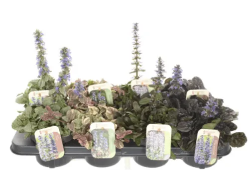 JUNAVERA Ajuga reptans mix | 13 cm pot | ca. 10 cm hoog | Per stuk