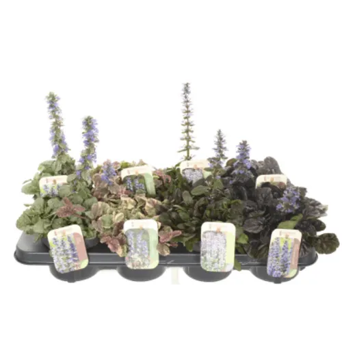 JUNAVERA Ajuga reptans mix | 13 cm pot | ca. 10 cm hoog | Per stuk
