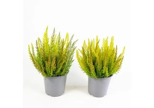 JUNAVERA Calluna vulgaris 'Boskoop' | Struikhei | 11 cm pot | ca. 10 tot 15 cm hoog