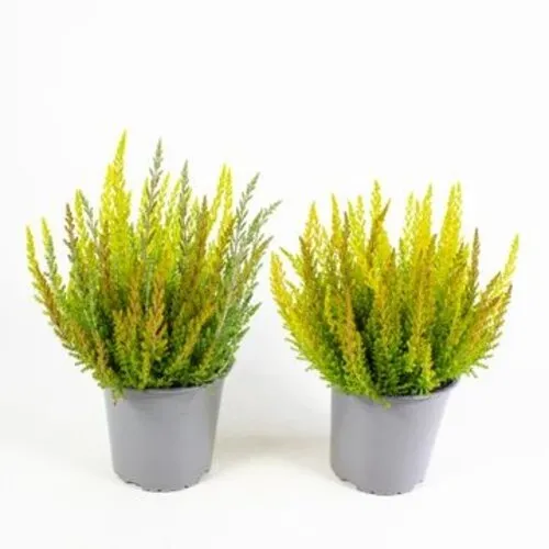 JUNAVERA Calluna vulgaris 'Boskoop' | Struikhei | 11 cm pot | ca. 10 tot 15 cm hoog