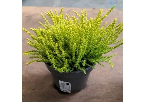 JUNAVERA Calluna vulgaris 'Dart's Parrot' | 11 cm pot | ca. 15 cm hoog