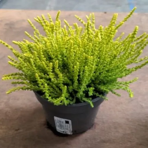 JUNAVERA Calluna vulgaris 'Dart's Parrot' | 11 cm pot | ca. 15 cm hoog