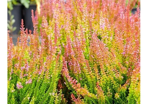 JUNAVERA Calluna vulgaris Skyline Monaco | 20 tot 25 cm hoog | 9,5 cm pot