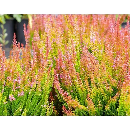 JUNAVERA Calluna vulgaris Skyline Monaco | 20 tot 25 cm hoog | 9,5 cm pot