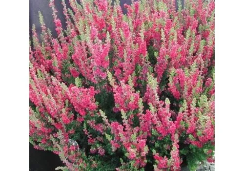 JUNAVERA Calluna vulgaris Skyline Stockholm | 9,5 cm pot | ca. 25 cm hoog