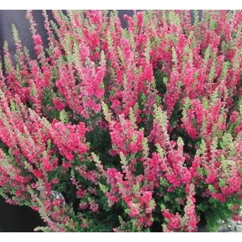 JUNAVERA Calluna vulgaris Skyline Stockholm | 9,5 cm pot | ca. 25 cm hoog