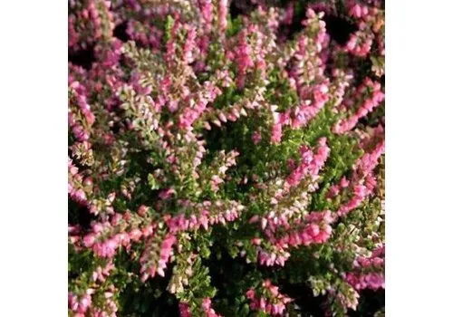 JUNAVERA Calluna vulgaris 'Tib' | 15 tot 20 cm hoog | 11 cm pot