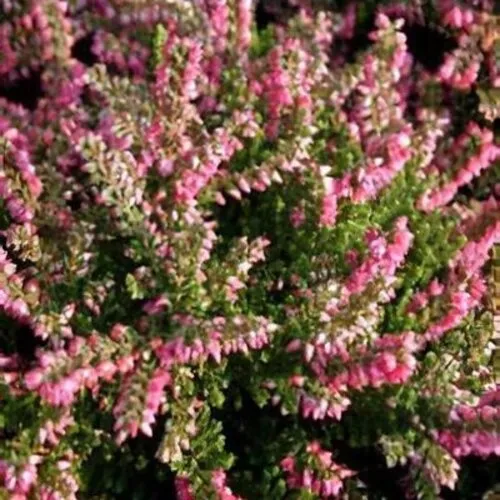 JUNAVERA Calluna vulgaris 'Tib' | 15 tot 20 cm hoog | 11 cm pot