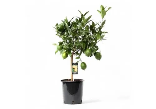 JUNAVERA Citrus aurantiifolia Green Lime | Limoenboom op stam | 75 cm hoog | 22 cm pot