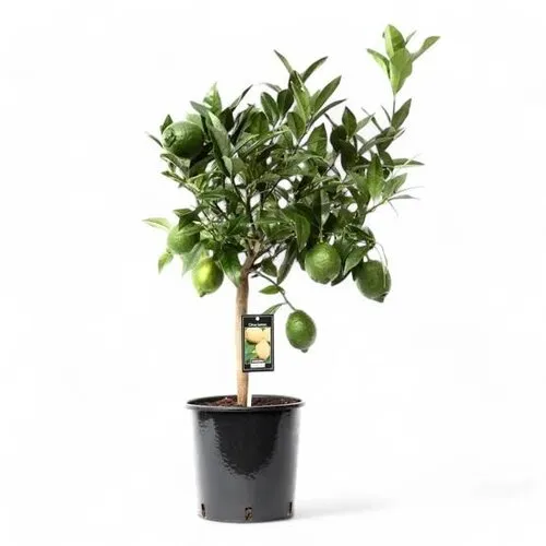 JUNAVERA Citrus aurantiifolia Green Lime | Limoenboom op stam | 75 cm hoog | 22 cm pot
