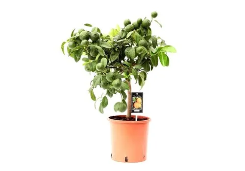 JUNAVERA Citrus aurantiifolia Red Lime | Limoenboom op stam | 75 cm hoog | 22 cm pot