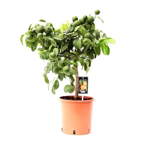 JUNAVERA Citrus aurantiifolia Red Lime | Limoenboom op stam | 75 cm hoog | 22 cm pot