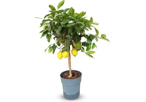 JUNAVERA Citrus limon | Citroen op stam | 80 cm hoog | 21 cm pot