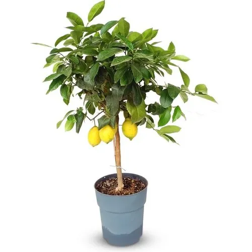 JUNAVERA Citrus limon | Citroen op stam | 80 cm hoog | 21 cm pot