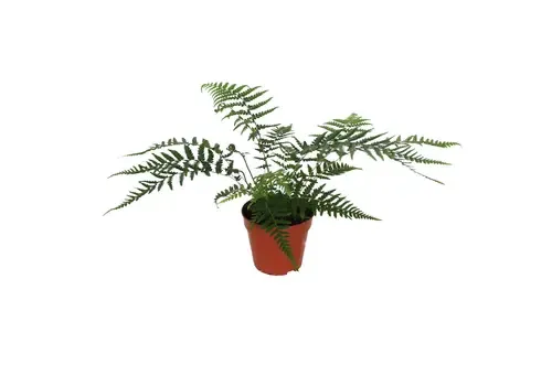 JUNAVERA Dicksonia antarctica | Boomvaren | 30 cm hoog | 12 cm pot