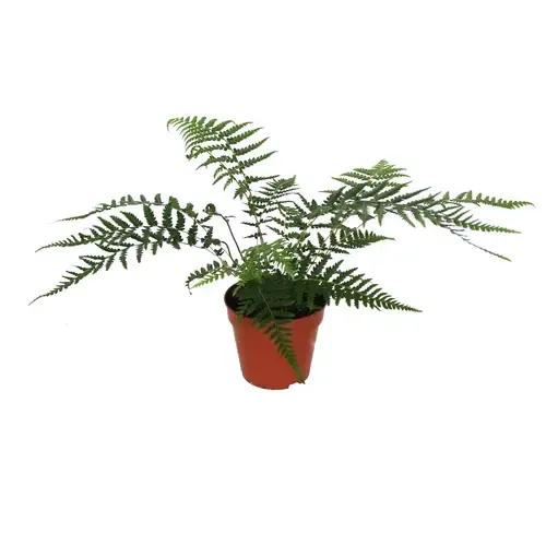 JUNAVERA Dicksonia antarctica | Boomvaren | 30 cm hoog | 12 cm pot