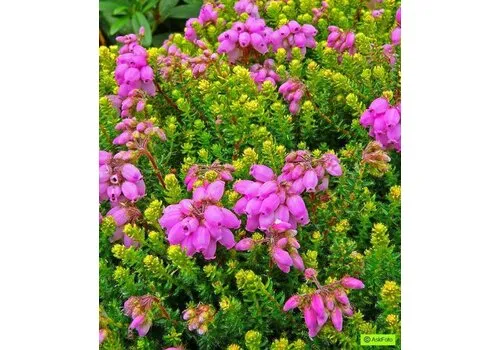 JUNAVERA Erica Stuartii mix | 20 cm hoog | 11 cm pot | verkoop per stuk