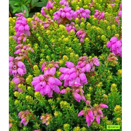 JUNAVERA Erica Stuartii mix | 20 cm hoog | 11 cm pot | verkoop per stuk