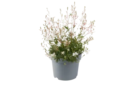 JUNAVERA Gaura lindheimeri White | Prachtkaars wit | 20 tot 30 cm hoog | 13 cm pot