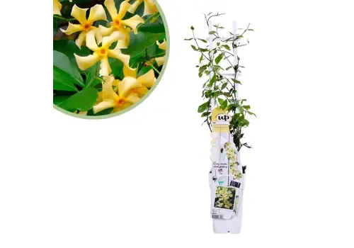 JUNAVERA Trachelospermum jasminoides Star Of Toscane | 65 cm hoog | 15 cm pot