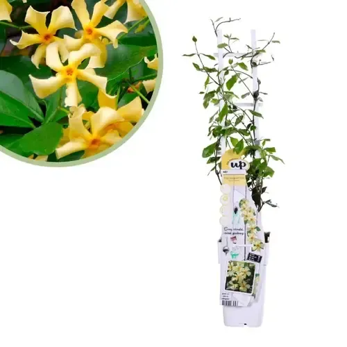 JUNAVERA Trachelospermum jasminoides Star Of Toscane | 65 cm hoog | 15 cm pot