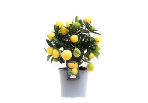 JUNAVERA Citrus limon | Citroenboom eetbaar | ca. 50 cm hoog | 15 cm pot
