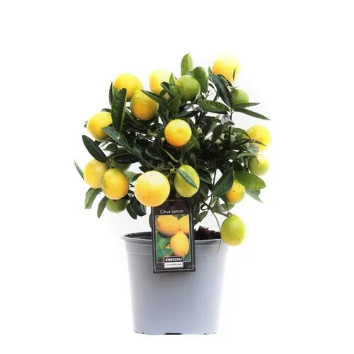 JUNAVERA Citrus limon | Citroenboom eetbaar | ca. 50 cm hoog | 15 cm pot