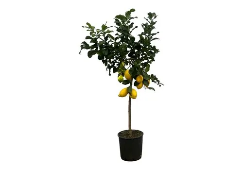 JUNAVERA Citrus limon | Citroenboom eetbaar | 105 cm hoog | 22 cm pot