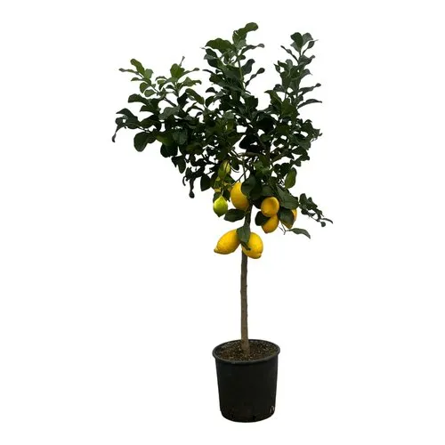 JUNAVERA Citrus limon | Citroenboom eetbaar | 105 cm hoog | 22 cm pot