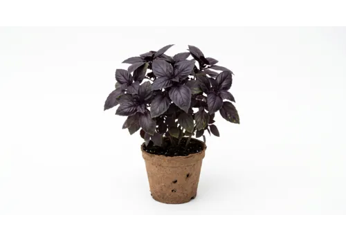 JUNAVERA Bio Ocimum Black Promise | ca. 20 tot 25 cm hoog | 12 cm bio afbreekbare pot