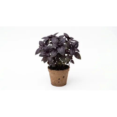 JUNAVERA Bio Ocimum Black Promise | ca. 20 tot 25 cm hoog | 12 cm bio afbreekbare pot
