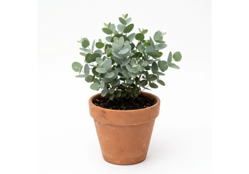 JUNAVERA Eucalyptus gunnii | 30 cm hoog | 12 cm pot | in terracottapot